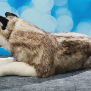 /img/52523-husky-diecast-display.webp